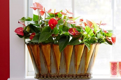 Indoor plants Anthurium/courtesy Costa Farms
