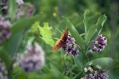 A butterfly feeds on a milkweed bloom. Photo by wattsup/sxc.hu.