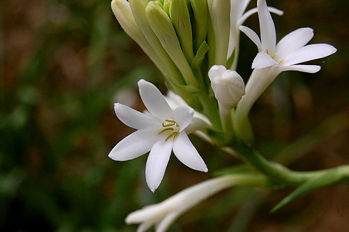 Photo of tuberose by jayeshp912/Flickr Creative Commons.