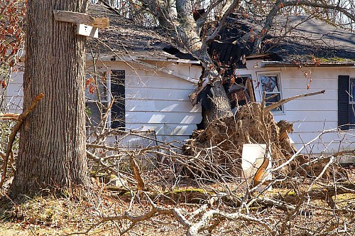 Fallen tree Arlington County / Wikimedia 