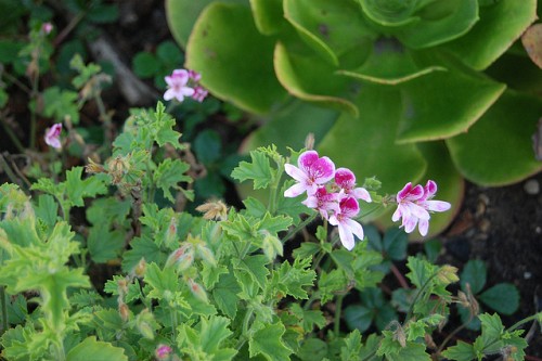 Photo of a Pelargonium by FarOutFlora/Flickr Creative Commons.