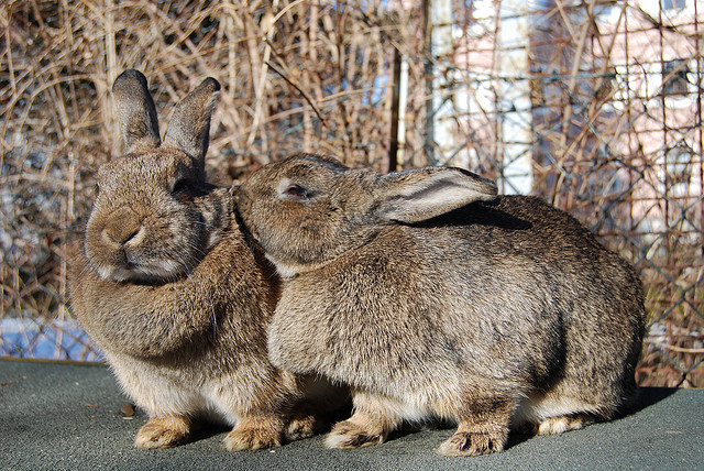 (Ear cleaning with a little help from a friend) Photo: Robobobobo/Flickr.com