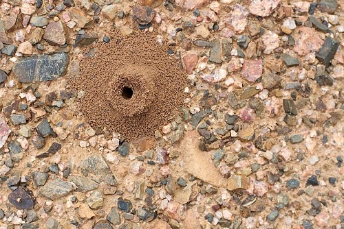 Ant hill  Alan Levine / flickr 