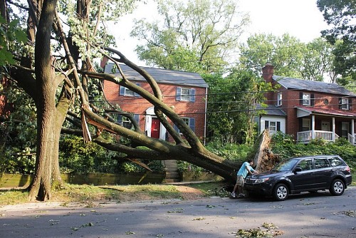 Tree damage Woodley Wonderworks / flickr 