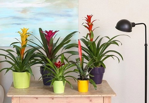 Indoor plants Bromeliads/courtesy Costa Farms