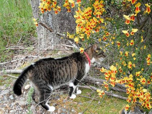 A cat sniffs Scotch Broom. Photo by photogirl7.1/Flickr.