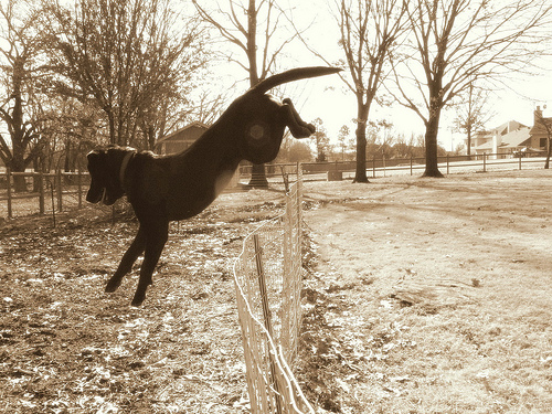 Dog jumps through fence sale