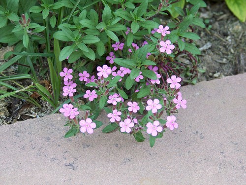 Photo of Rock Soapwort by patrick_standish/flickr.