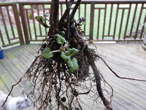 Lemon balm roots are very big and very strong. Photo by Tatiana2/Flickr.