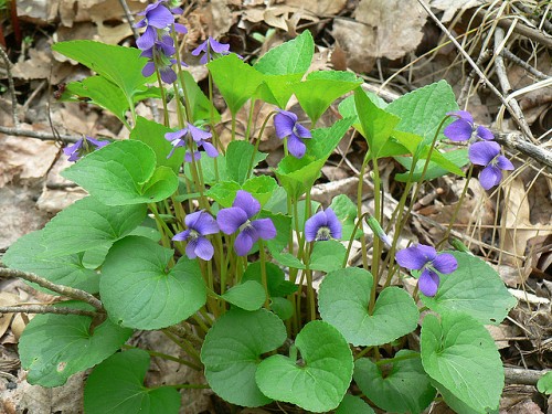 Photo of wild violets by The Montessorian Librarian/Flickr.