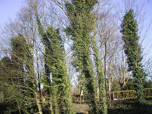 English Ivy chokes trees in the Netherlands. Photo by TeunSpaans/Wikimedia Commons.