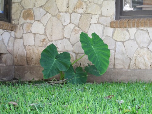 Photo of elephant ear plant, also known as taro, by IngaMun/Flickr.