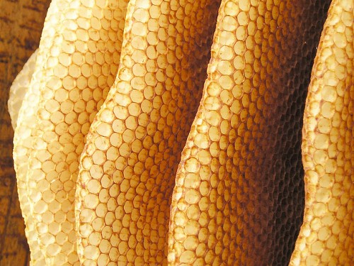 Honeycomb from a Warre hive. Photo: Maja Dumat/Flickr
