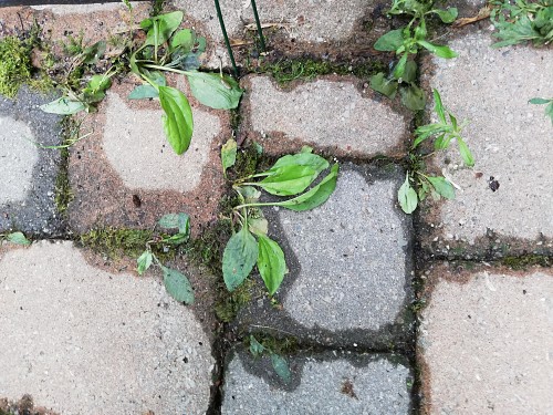 Weeds between pavers 1 HOUR AFTER/Laura Firszt