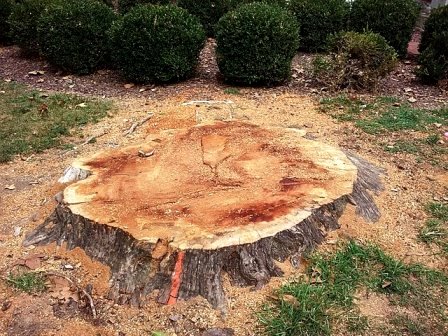 Stump after tree removal LittleLuckyMd / Wikimedia
