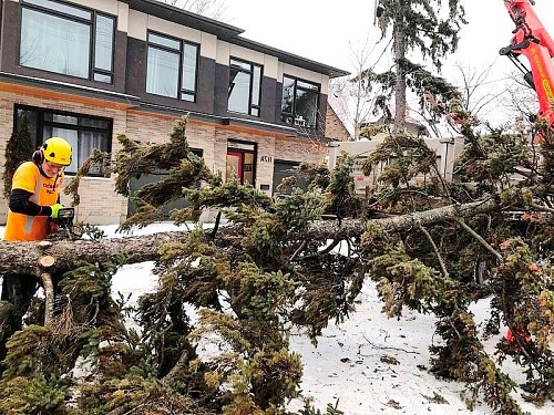 Winter tree removal Ross Dunn / Wikimedia 