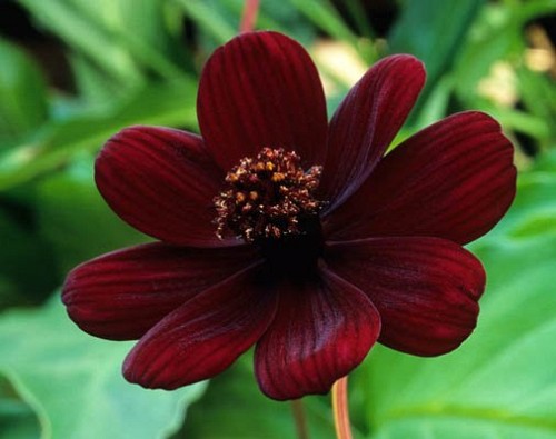 Photo of chocolate cosmos by pemberlolly/Flickr Creative Commons.