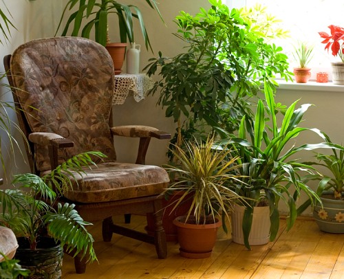 Photo of house plants and a vintage chair by lightkeeper/istockphoto.com.