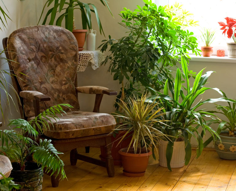 Photo of house plants and a vintage chair by lightkeeper/istockphoto.com.