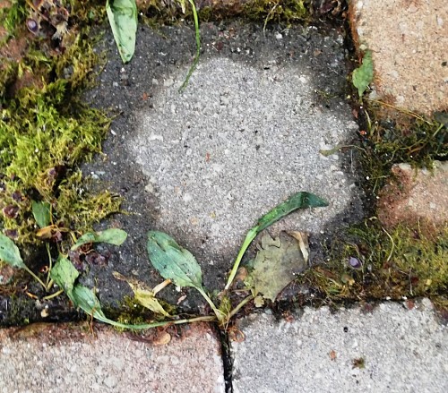 Weeds between pavers 1 DAY AFTER/Laura Firszt