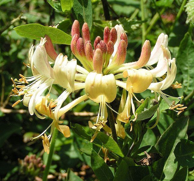 Photo of European Honeysuckle by sannse/Wikimedia Commons.