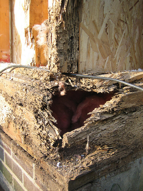 termites wall