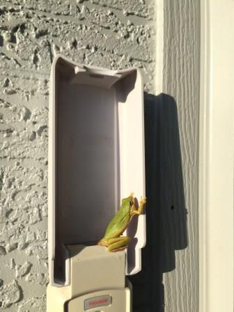 frog on garage door keypad by Todd Van Hoosear / flickr 