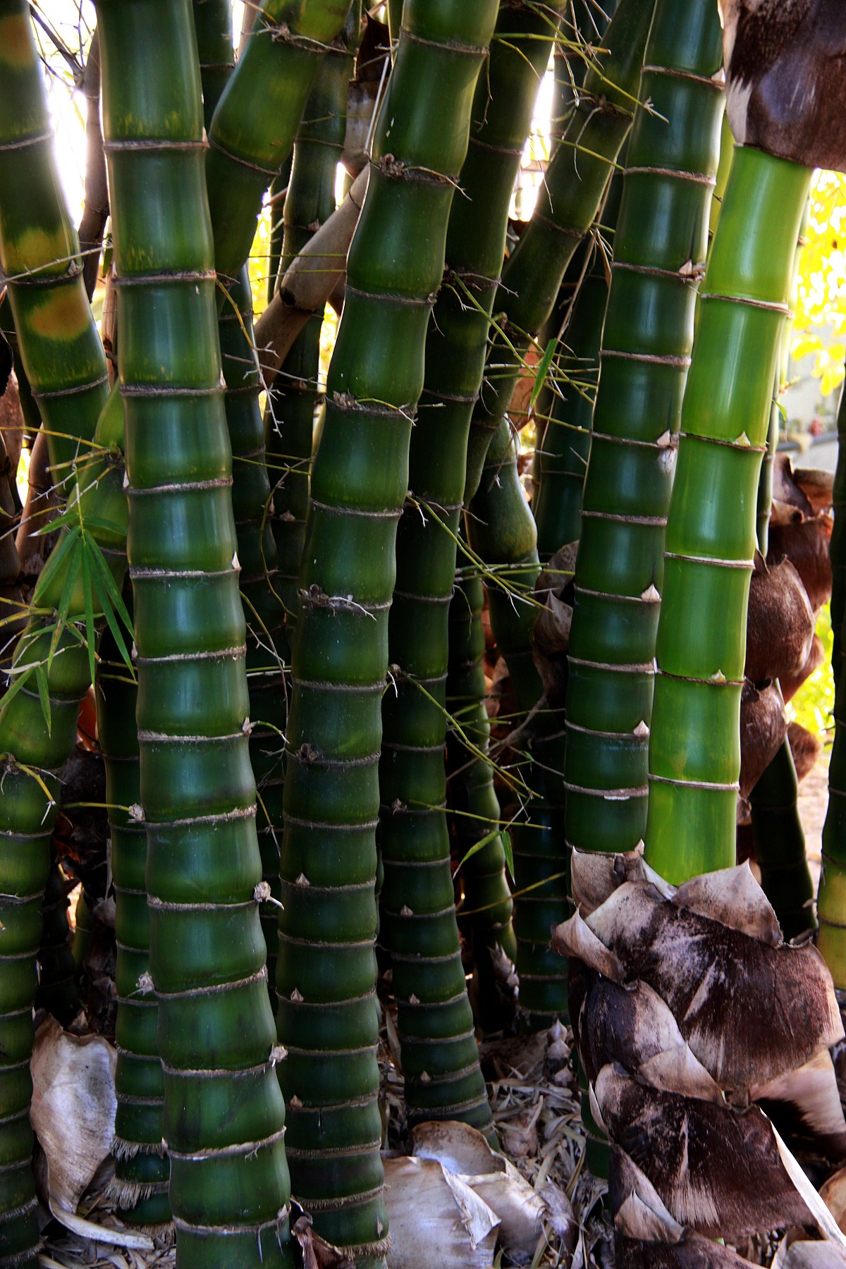 How to Get Rid of Bamboo