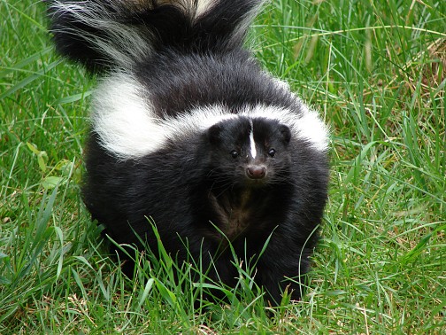 Photo of striped skunk by torli/sxc.hu.