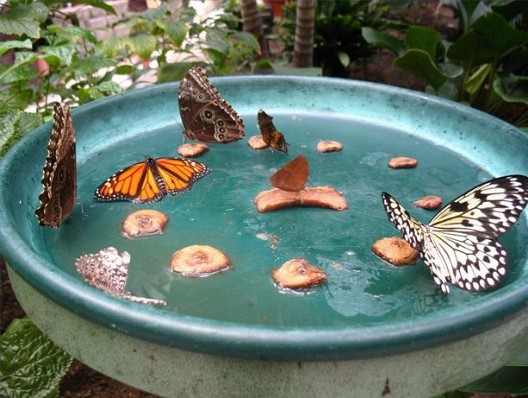 Butterfly feeder and photo by BrightNest via Hometalk.com.