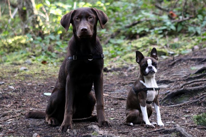 Photo of dogs in a garden by Garden Therapy via Hometalk.com.