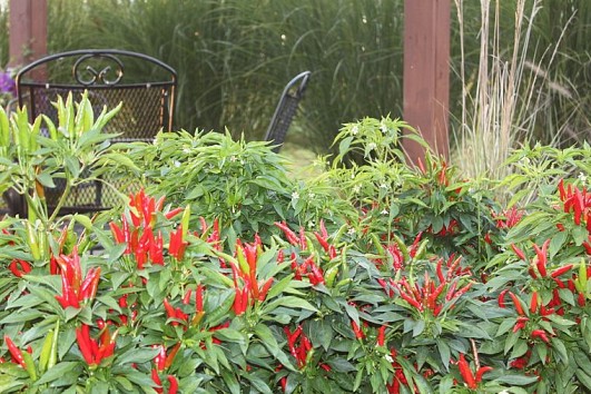 Hot peppers and photo by Old World Garden Farms via Hometalk.com.