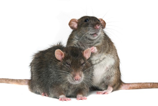 These rats are cute, but I wouldn't want to live with them. (Photo: MikeSPb/istockphoto.com)