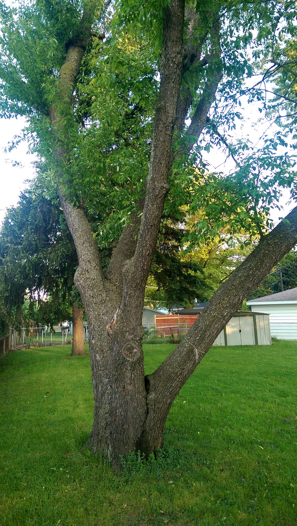 Persimmon with dangerous branch