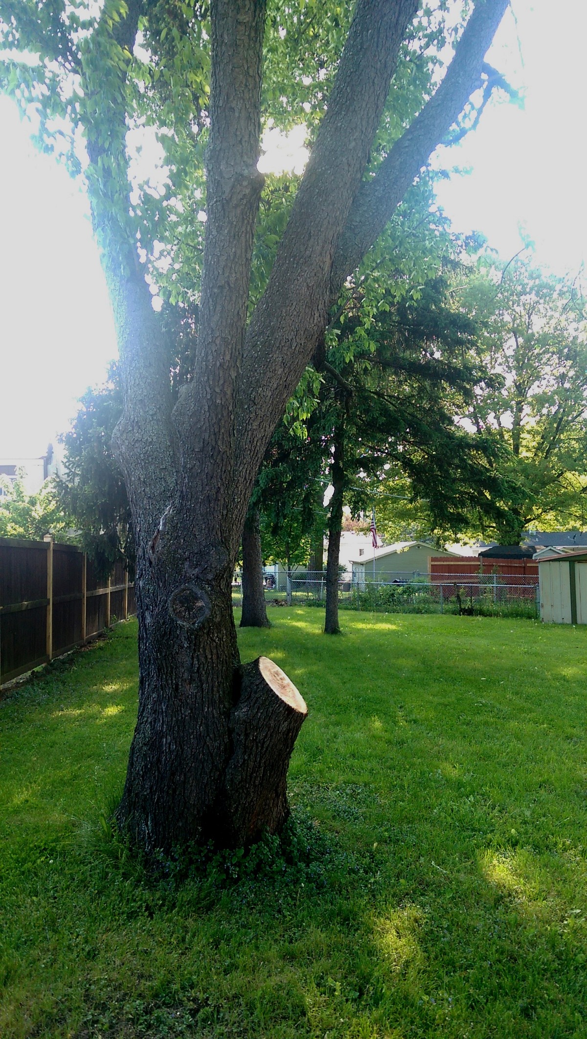 Persimmon after tree trimming