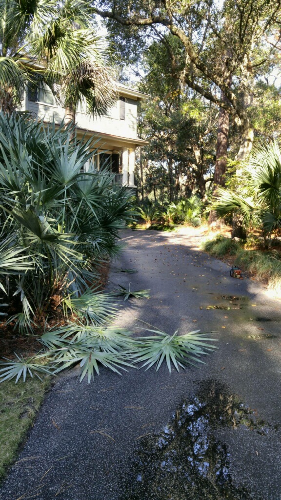 Pruning palms that border driveway