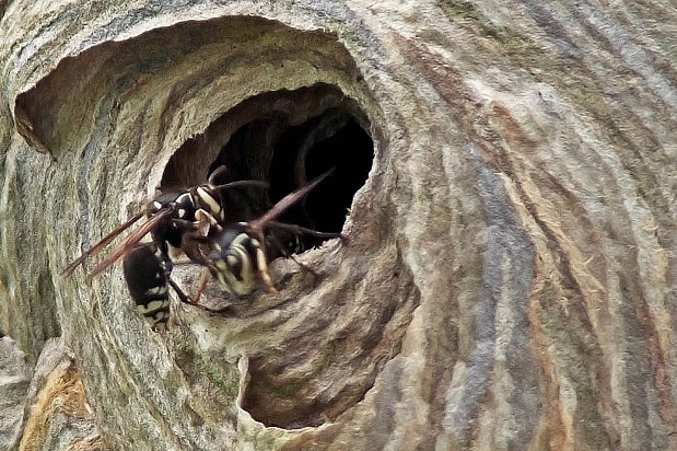 Paper wasp nest