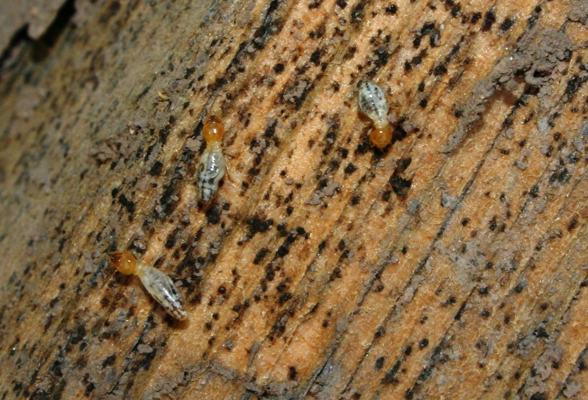 Termite infestation