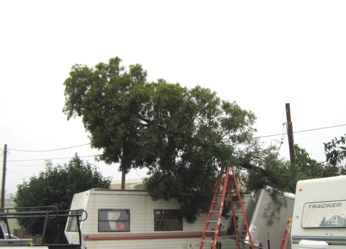 Tree tangled in power lines