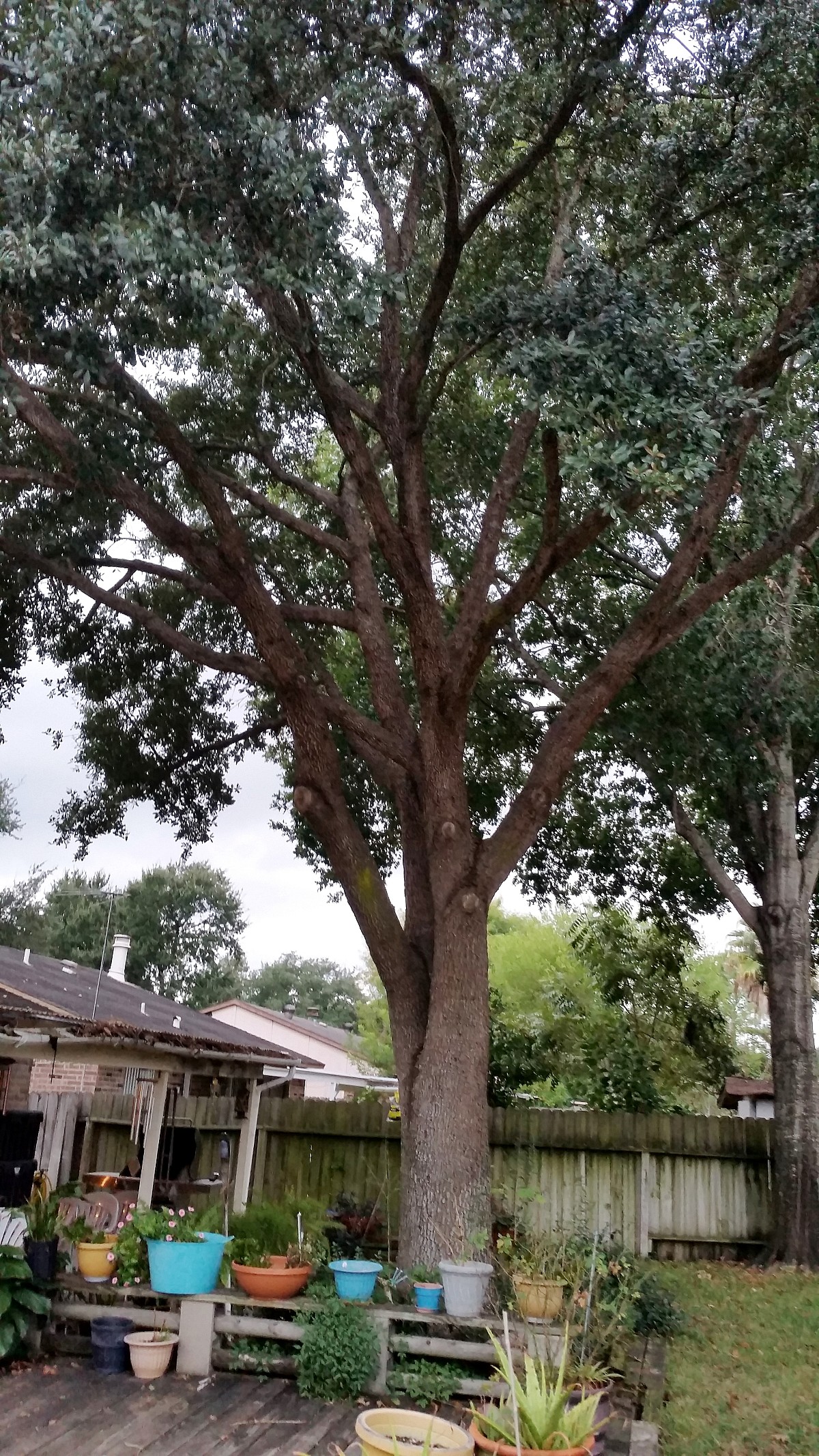 Professional tree trimming