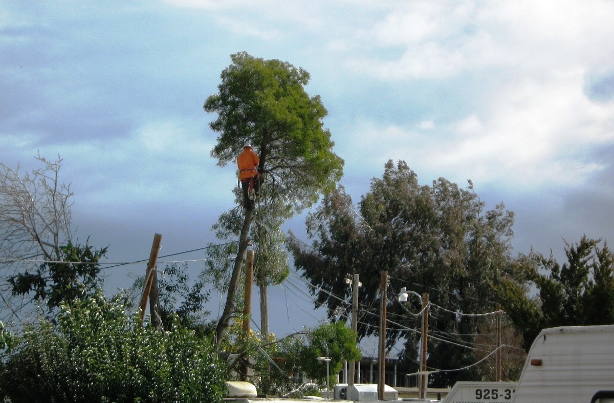 Tree dudes on the job