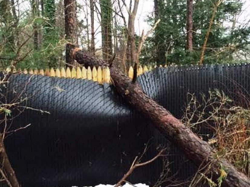 Before: fence crushed by a fallen tree