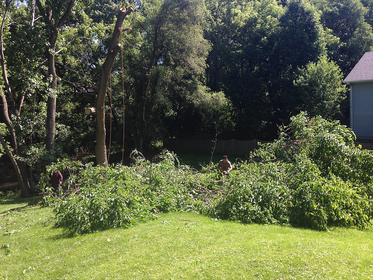 Tree service crew with my huge mulberry