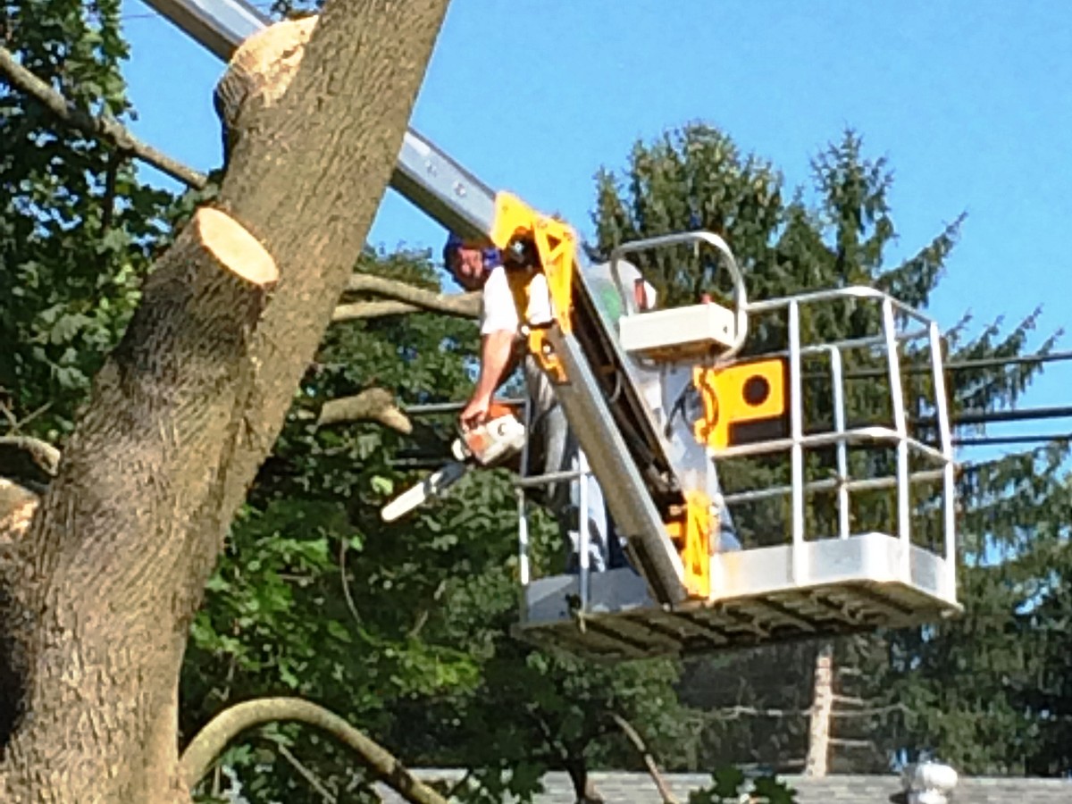 Branch trimming