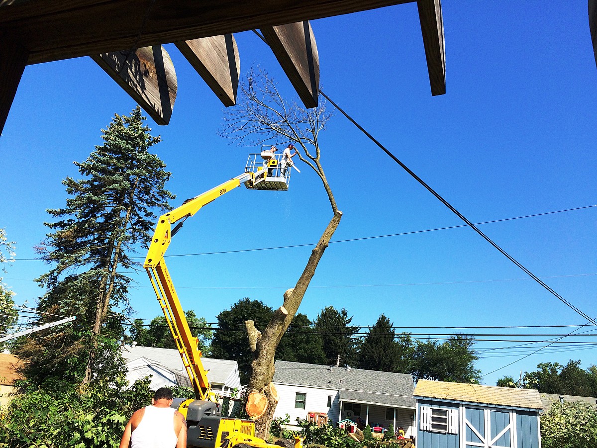 Tree removal pro in action