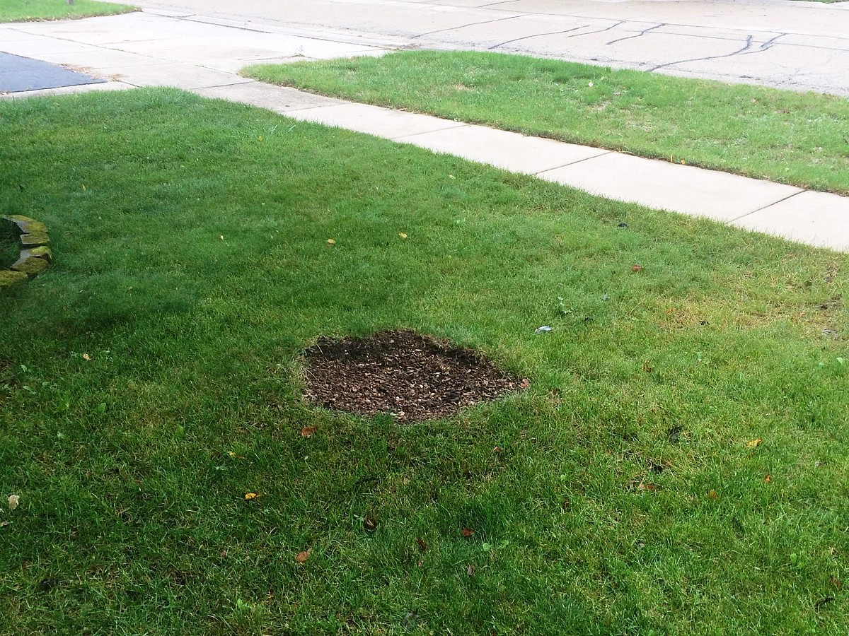 Stump removal site