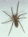 hobo spider