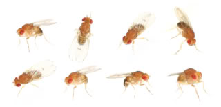 Fruit Flies Are Annoying!