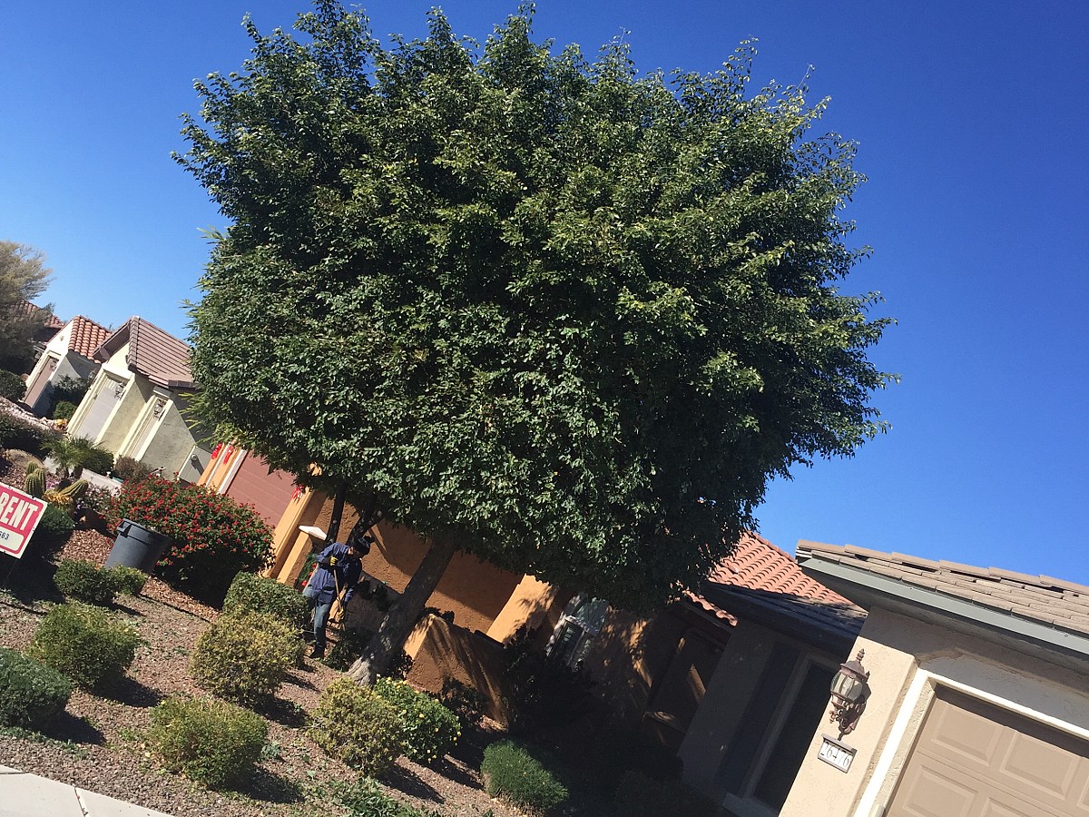 Landaverde Landscaping El Mirage, AZ, 85335 Networx