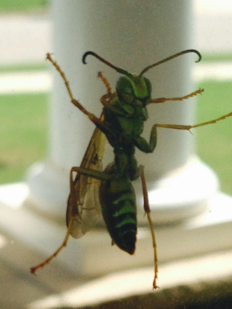 Morton's Pest Control New Market, AL, 35761 Networx